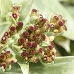 Helichrysum arnicoides Flower