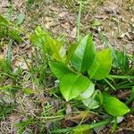 Trachelospermum jasminoides Liść