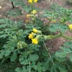 Solanum rostratum Blatt