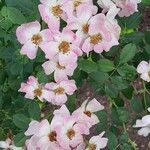 Rosa moschata Blüte