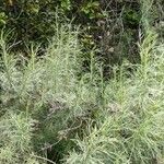 Artemisia californica Folha