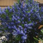 Ceanothus arboreus Кветка