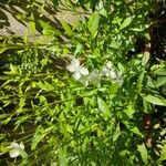 Oenothera lindheimeri Fleur