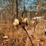 Sphenostylis erecta Blüte