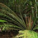 Blechnum gibbum Habit