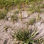 Plantago maritima Blatt