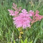 Filipendula rubra Fiore