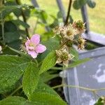 Rubus scaberFlower