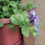 Plectranthus ornatus Leaf