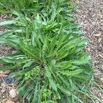 Leontodon tuberosus Hoja