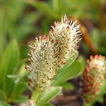 Salix petrophila Kvet