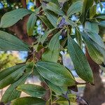 Cocculus laurifolius Folha