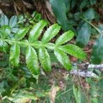 Weinmannia tinctoria Leaf