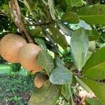 Mammea americana Fruit