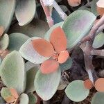 Kalanchoe orgyalis Blad