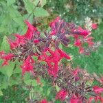 Salvia coccinea Blüte