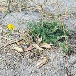 Achillea ageratum Агульны выгляд