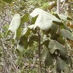 Acropogon paagoumenensis Hábito