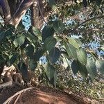 Ficus salicifolia Folla