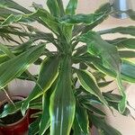 Dracaena fragrans叶