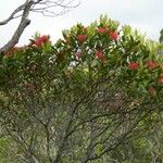 Metrosideros nitida Habit