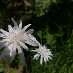 Crepis rubra Kvet