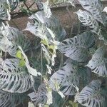 Monstera siltepecana Leaf