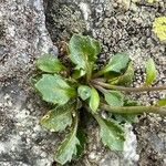 Arabidopsis neglecta Levél