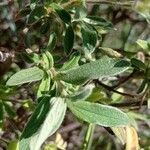 Cistus parviflorus ഇല