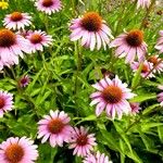 Echinacea purpurea Хабит