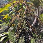 Cordyline mauritiana Fruchs