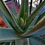 Aloe vera Ліст