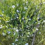 Solanum umbelliferum Flor