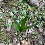 Colchicum neapolitanum Leaf