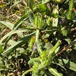 Hygrophila auriculata Natur