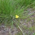 Lomatium triternatum Habit