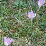 Crocus vernusOutro