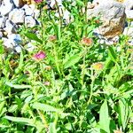 Symphyotrichum spathulatum Habit