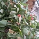 Kalanchoe longifloraKvět