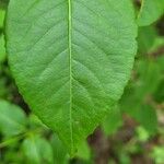 Viburnum nudum Leaf