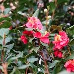 Camellia sasanqua Hábito