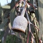 Eucalyptus sideroxylon Gyümölcs