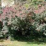 Cotinus coggygria Συνήθη χαρακτηριστικά