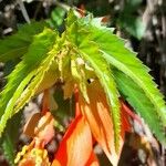 Begonia boliviensis 葉