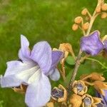 Paulownia tomentosaЦветок