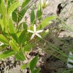 Landolphia lanceolata Λουλούδι