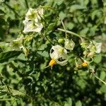 Solanum chacoense Flor