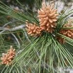 Pinus halepensis Kwiat