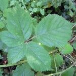 Rubus scabripes ഇല