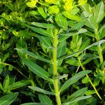 Euphorbia illirica Leaf